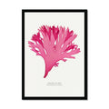 Pressed Seaweed Art Print | Beautiful Fan Weed No. 3 | Botanical Wall Art - Framed