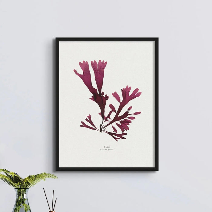 Seaweed Print Wall Art (Dulse) - Framed - Beach House Art