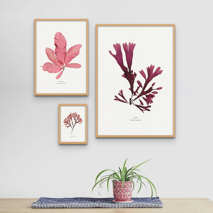 Seaweed Print Wall Art (Dulse) - Framed - Beach House Art