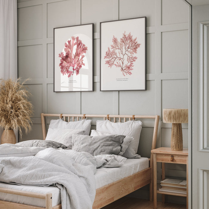 set of two pressed seaweed prints on the wall in the bedroom above a wooden Loaf bed. Set of framed seaweed prints on panelled wall.