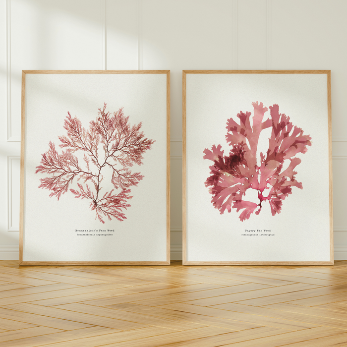 Set of two pressed seaweed art prints - coastal botanical art.