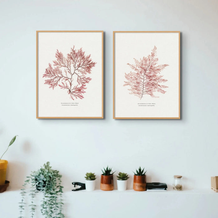 Seaweed Print Wall Art (Fern Weed No1) - Framed - Beach House Art