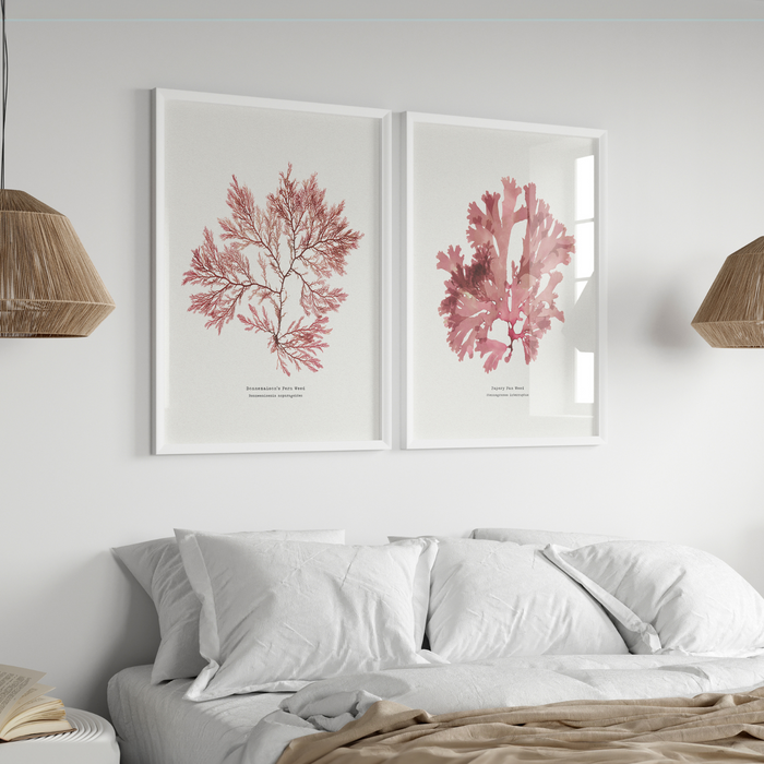 Set of two seaweed prints framed in wall in bedroom above bed. The set of seaweed prints are in a coastal bedroom.