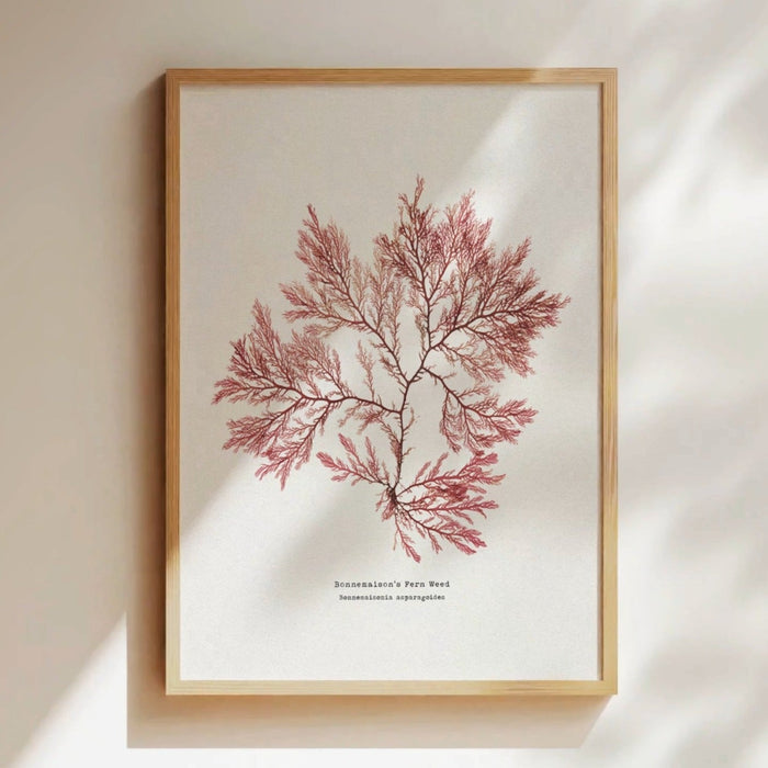 Pressed seaweed print framed on wall in natural wood frame. Botanical Art print