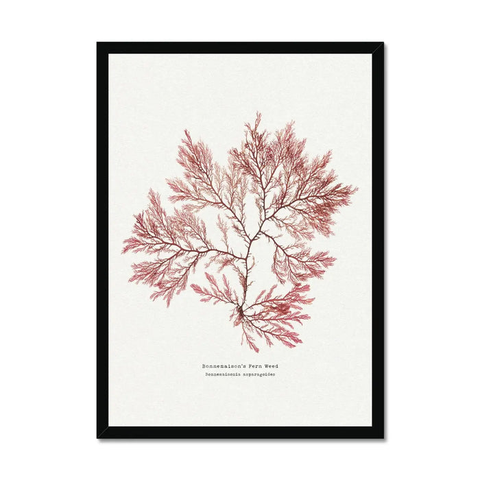 15x20cm (6x8") / Black Frame
