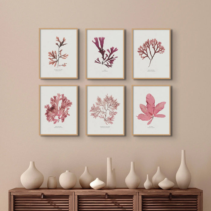 Seaweed Print Wall Art (Northern Tooth Weed) - Framed - Beach House Art