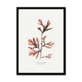 Seaweed Print Wall Art (Northern Tooth Weed) - Framed - Beach House Art
