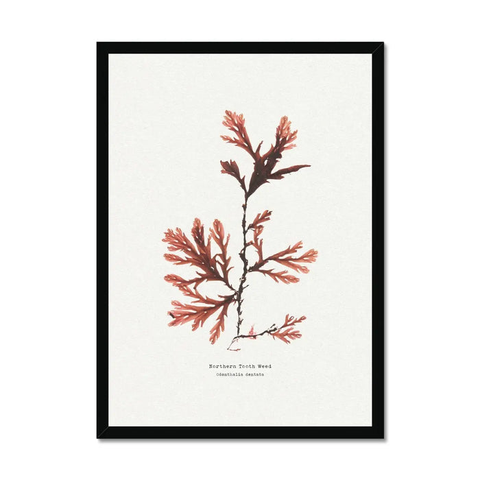 Seaweed Print Wall Art (Northern Tooth Weed) - Framed - Beach House Art