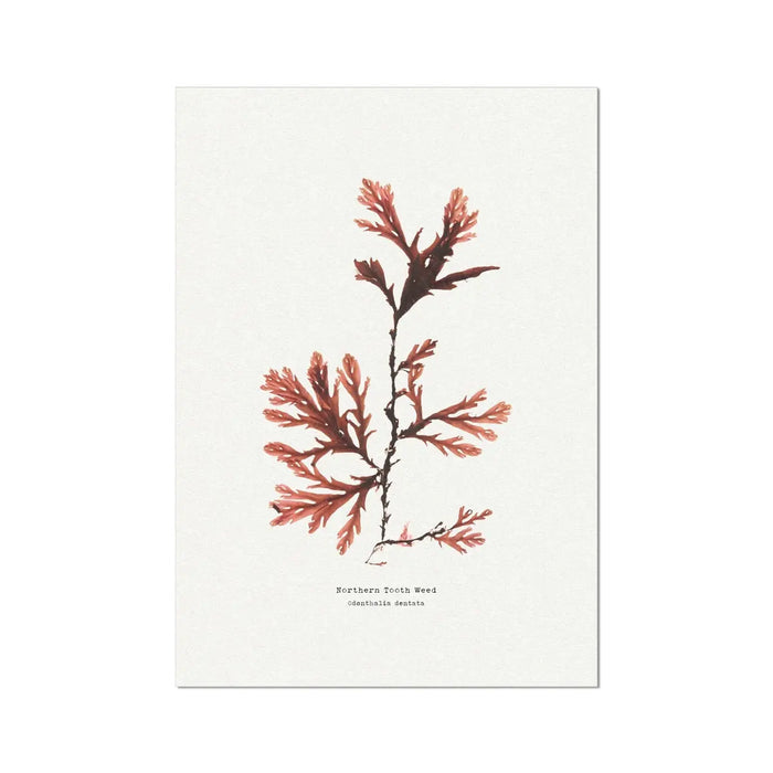 A framed art print of Northern Tooth Weed seaweed with elongated, deeply toothed fronds, predominantly in shades of red and brown.
