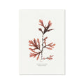 A framed art print of Northern Tooth Weed seaweed with elongated, deeply toothed fronds, predominantly in shades of red and brown.