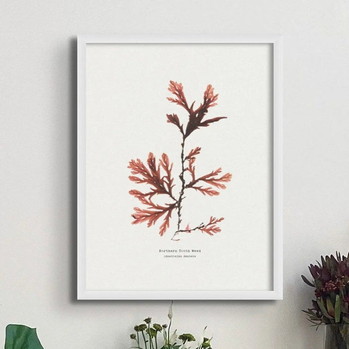 Framed pressed seaweed print - A framed art print of Northern Tooth Weed seaweed with elongated, deeply toothed fronds, predominantly in shades of red and brown.