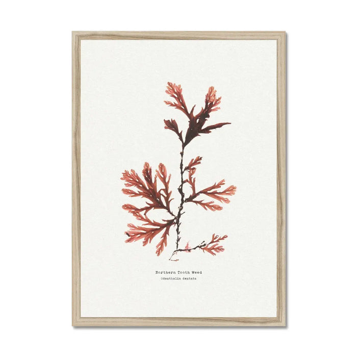 Seaweed Print Wall Art (Northern Tooth Weed) - Framed - Beach House Art