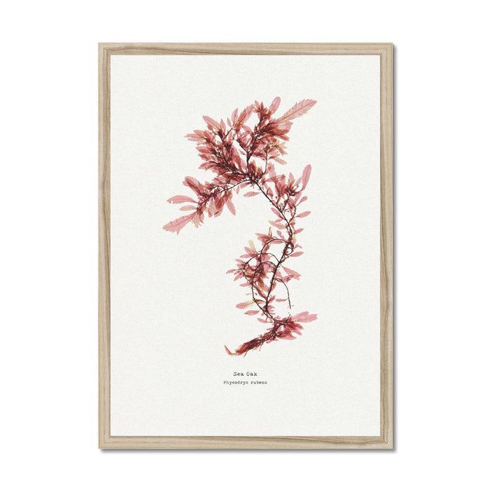 Red seaweed print framed in natural frame.