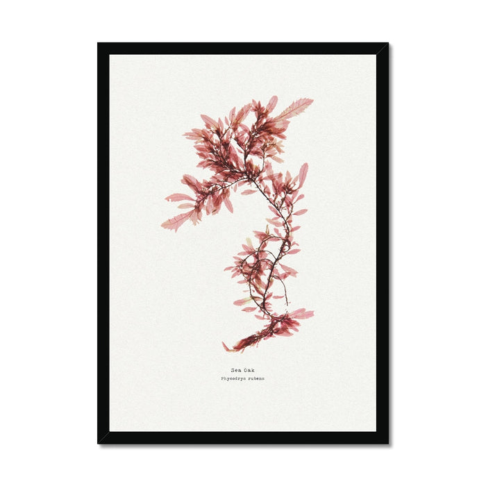 A framed art print featuring a pressed seaweed specimen with leaf-like fronds, predominantly red in colour, with a black frame.