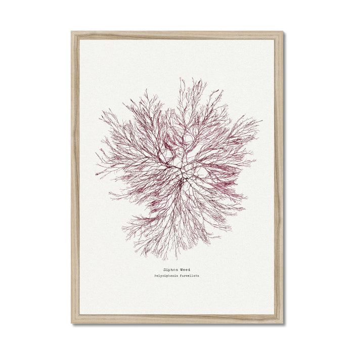 Pressed Seaweed Print Wall Art of Siphon Weed No 1 - Framed Seaweed Pressing
