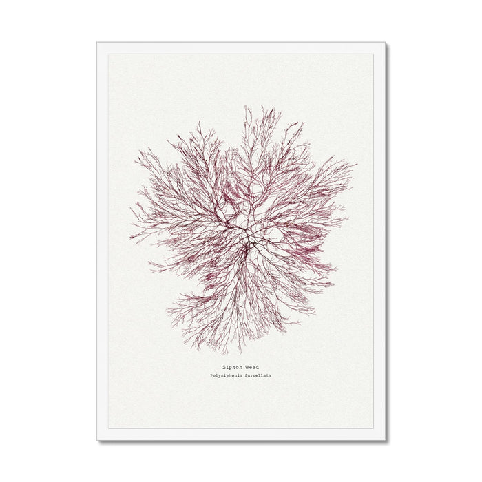 A framed wall art print of hand-pressed red seaweed, with a predominantly red branching pattern against a white background, labelled 'Siphon Weed Rhodophyta Division'.