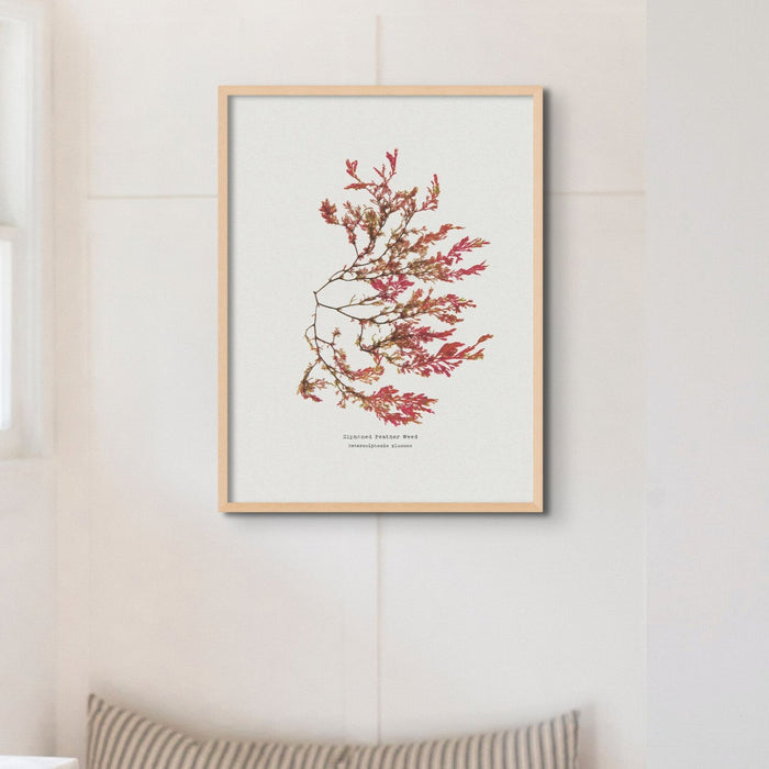 Pressed Seaweed Art Print | Siphoned Feather Weed | Botanical Wall Art - Framed