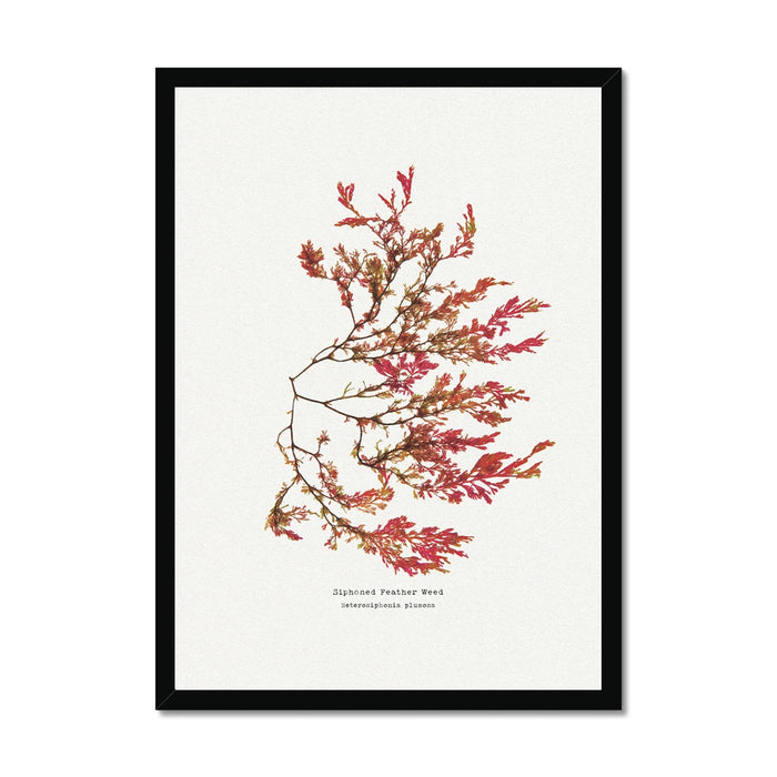 A framed art print featuring a pressed red seaweed specimen with a fern-like appearance, titled 'Siphoned Feather Weed No 1 Seaweed Print'.