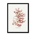 A framed art print featuring a pressed red seaweed specimen with a fern-like appearance, titled 'Siphoned Feather Weed No 1 Seaweed Print'.