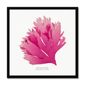 Pressed Seaweed Art Print | Square Beautiful Fan Weed No. 1 - Framed