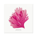 Pressed Seaweed Art Print | Square Beautiful Fan Weed No. 1 - Unframed