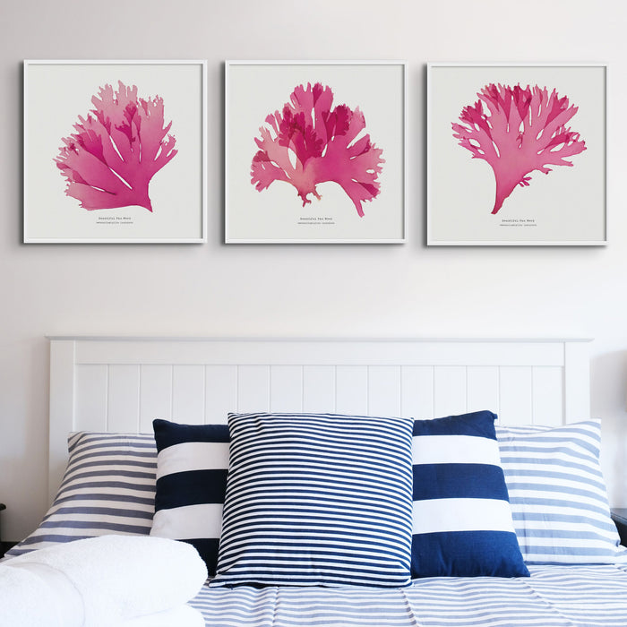 Pressed Seaweed Art Print | Square Beautiful Fan Weed No. 1 - Unframed