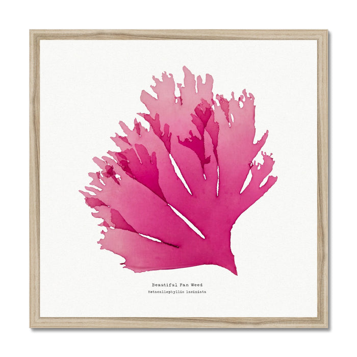 Pressed Seaweed Art Print | Square Beautiful Fan Weed No. 1 - Unframed