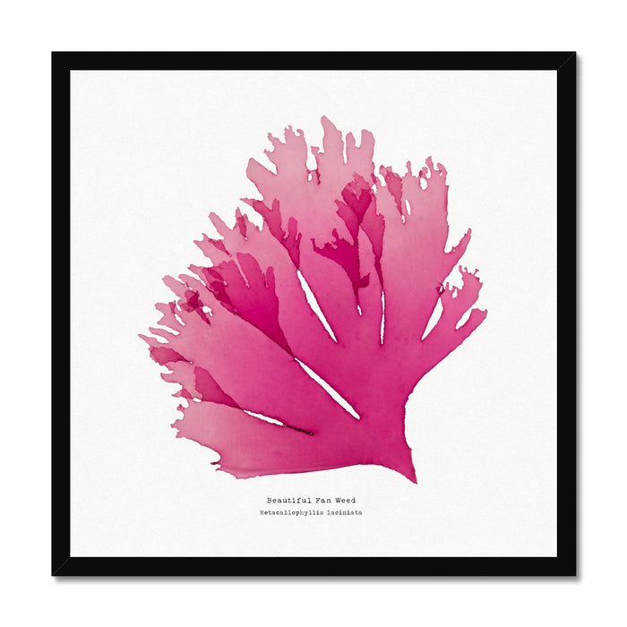 Pressed Seaweed Art Print | Square Beautiful Fan Weed No. 1 - Unframed