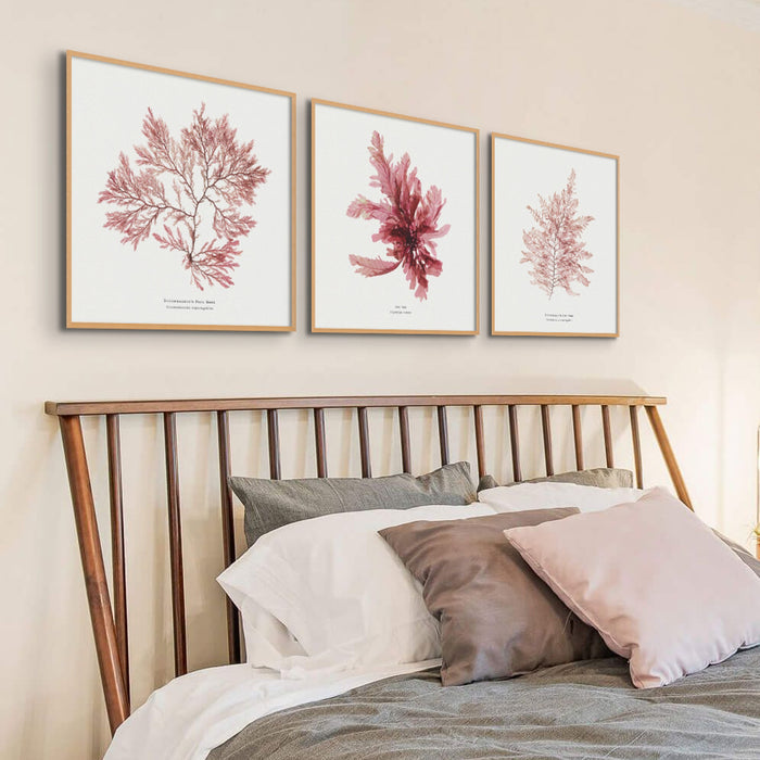 A set of three seaweed prints on wall above midcentury wooden bed.