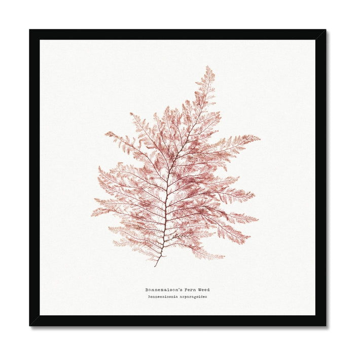 Framed square seaweed print framed with a black frame.