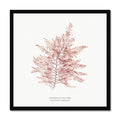 Framed square seaweed print framed with a black frame.