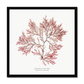 Pressed seaweed print in square black frame. A specimin of a pressed fern weed seaweed print.