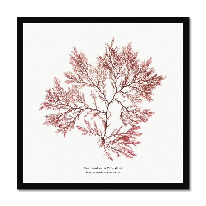 Pressed seaweed print in square black frame. A specimin of a pressed fern weed seaweed print.