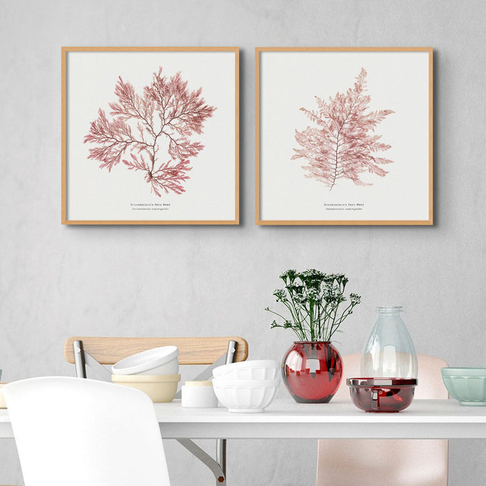 A set of two pressed seaweed prints framed in a dining room in a square format.