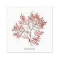 A framed print featuring a detailed, pressed red seaweed print on a white background.