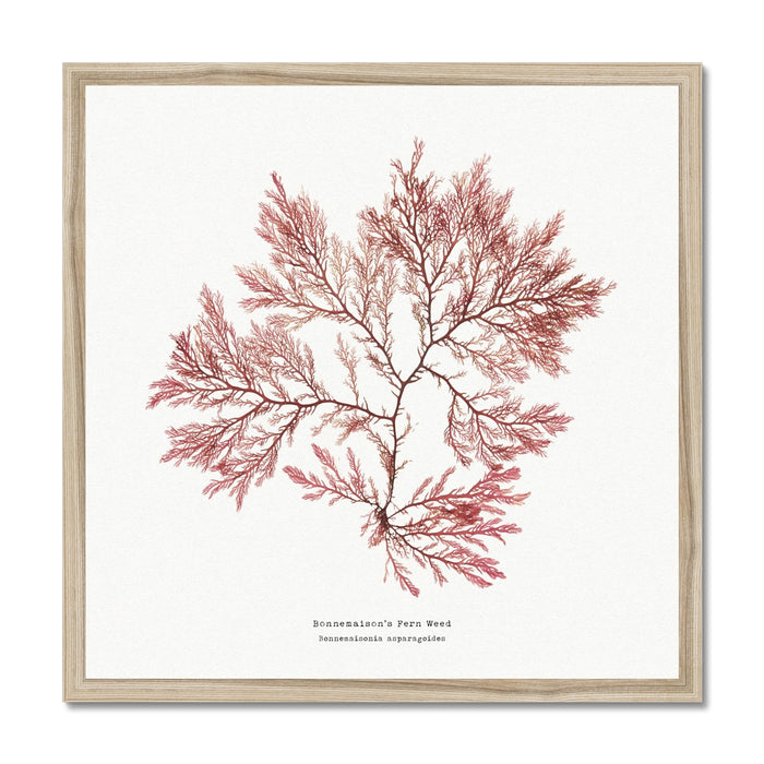 A framed art print featuring a detailed seaweed art in red and pink tones on a white background, with the label 'Fern Weed No 2'.