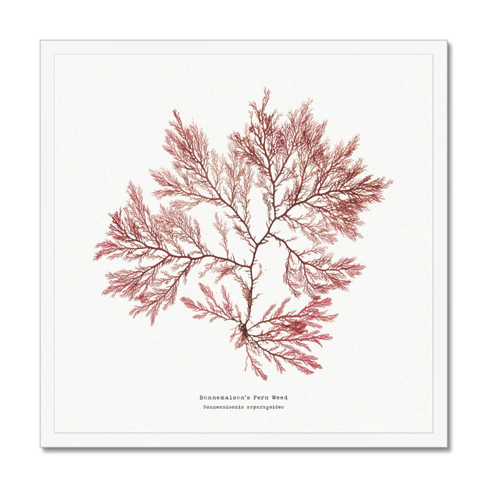 Pressed seaweed print in square white frame. A specimin of a pressed fern weed seaweed print.