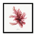 Framed wall art featuring a square print of red seaweed with a black frame.