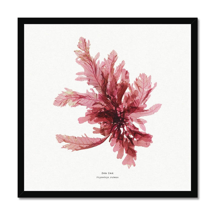 Framed wall art featuring a square print of red seaweed with a black frame.