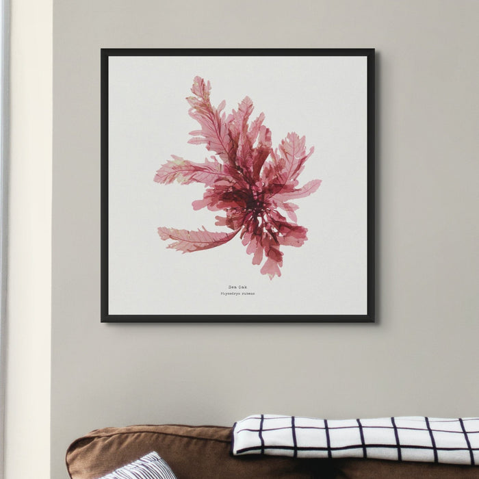 Framed square Sea Oak seaweed print in pink-red tones, hand-pressed British botanical wall art displayed above a sofa.