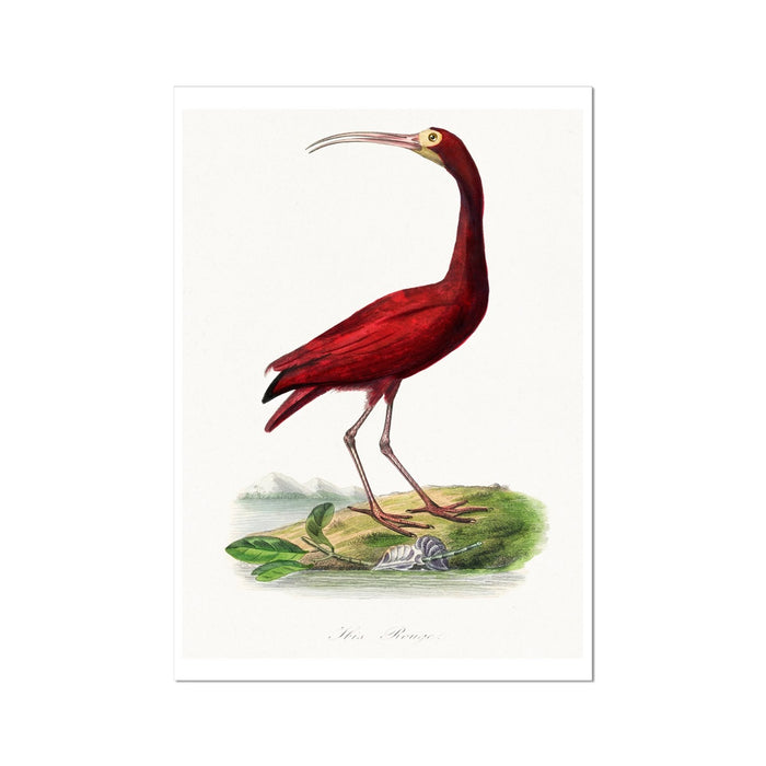 A vintage bird art print featuring a red ibis bird on a natural background with greenery, printed on a heavy premium art paper.