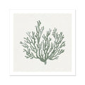 A sage green coral art print on a white background, depicting a stylised version of a coral reef.