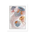 Sea Creatures (White) - Unframed Vintage Print Wall Art -  Beach House Art