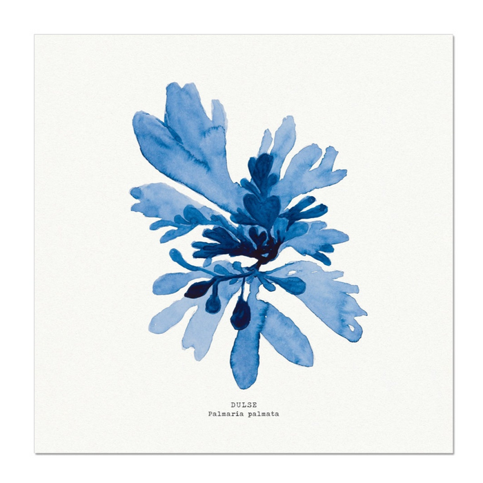 Seaweed Art | Dulse No 1 | Square - Framed
