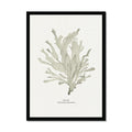 Framed artwork of a stylized seaweed painting on a white background