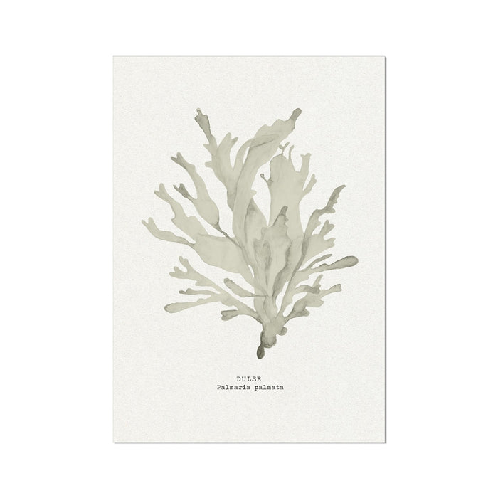 Illustration of a type of seaweed on a white background