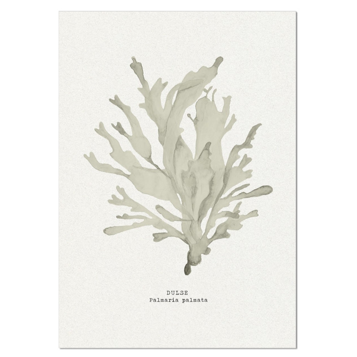 Painting of seaweed on a white background