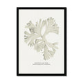 Framed artwork of a leafy seaweed print on a white background