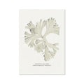 Decorative seaweed art print on a white background