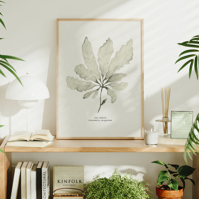 Framed seaweed painting in natural colours on a wooden shelf with books and plants